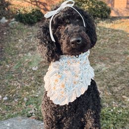 Haddie - Goldendoodle