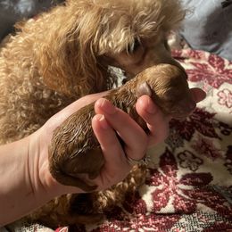 Golden Retriever and Poodle Puppies from Meagan Nielson’s Precious Pups