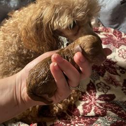 Golden Retriever and Poodle Puppies from Meagan Nielson’s Precious Pups
