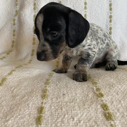 Dachshund Puppies from Destiny's Dachshunds