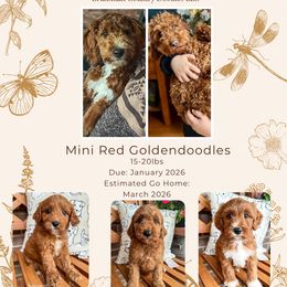 Goldendoodle puppies from Brunsman Country Doodles LLC