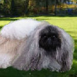 DANNY BOON - Pekingese