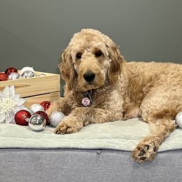 Goldendoodle Puppies from Mandi's Doodles