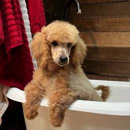 Jack - Cream male Poodle puppy in Wolf Creek, Oregon from Dejah Bleu Kennels