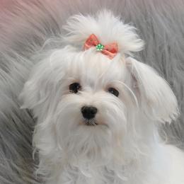 Lady - Maltipoo