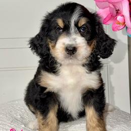 Rose - Tri-color female Bernedoodle puppy in Beecher, Illinois from Erica’s Doodles