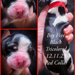 Boy 5 - Black white and tan male English Springer Spaniel puppy in Silverdale, Washington from TimberVale Springers