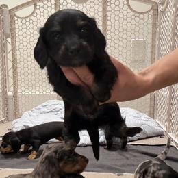 Pixie - Black and cream female Dachshund puppy in Miami, Florida from Teenie Bikini Weenies
