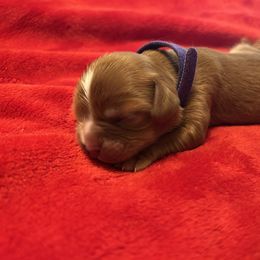 Pumpkin - Ruby female Cavalier King Charles Spaniel puppy in Temecula, California from McKenna Cavaliers in Southern California