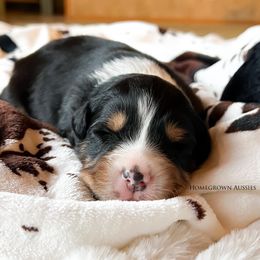 Australian Shepherd Puppies from HomeGrown Aussies