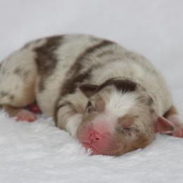 Boy 2 - male Australian Shepherd puppy in Circleville, Utah from Canyon Creek Aussies