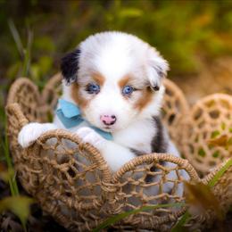 Magnolia - Blue merle female Australian Shepherd puppy in Georgetown, Texas from River Reign Australian Shepherds