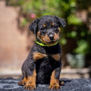 Lime Girl - Black and rust female Beauceron puppy in Henderson, Nevada from Joie de Vie Beaucerons