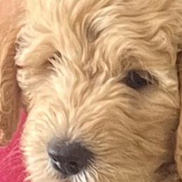 Heff - Apricot Goldendoodle puppy in San Diego, California from CrystalBay Doodles