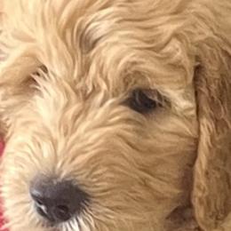 Heff - Apricot Goldendoodle puppy in San Diego, California from CrystalBay Doodles