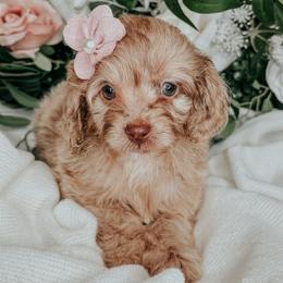 Kate - Merle female Cockapoo puppy in Otisville, Michigan from Danie’s Darling Doodles LLC