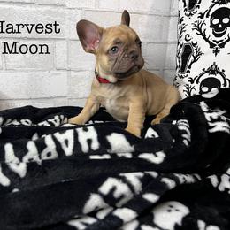 Girl 3 - Fawn and white French Bulldog puppy in Arizona from Frenchiepuphub