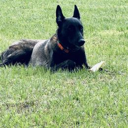 Karma - Belgian Malinois