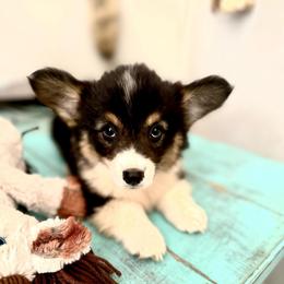 Latte - Black and tan female American Corgi puppy in Bayard, Nebraska from Puppies by Alies