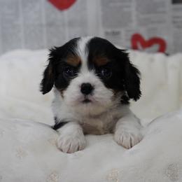 Everett - Tri-color male Cavalier King Charles Spaniel puppy in Lula, Georgia from Cavaliers by Crumley