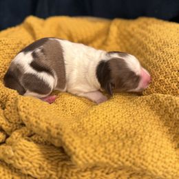 Gingerbread (Ginger) - Red merle female Miniature Australian Shepherd puppy in Clarksville, Tennessee from Southern Oak Pups