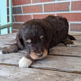 Musketeers - Tri-color male Bernedoodle puppy in Arabi, Georgia from Huckadoodle Farm