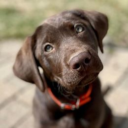 Labrador Retrievers from Crawford Dogs