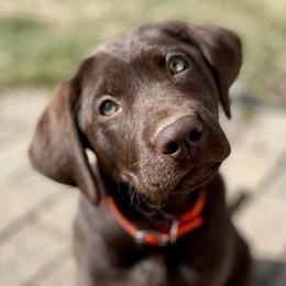 Labrador Retrievers from Crawford Dogs