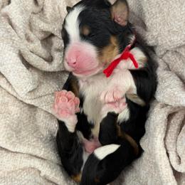 Red Collar - Tri-color male Bernedoodle puppy in Hegins, Pennsylvania from Bubbling Springs Doodles, LLC