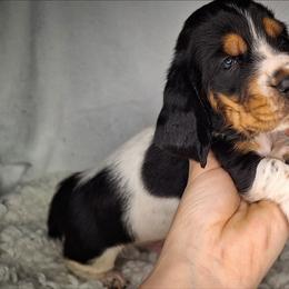 Flynn - Black brown and white male Basset Hound puppy in Mack's Creek, Missouri from Mack's Creek Basset Hounds