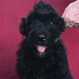 Black Russian Terrier Puppies from Russias Royalty/Goldhaven Kennel