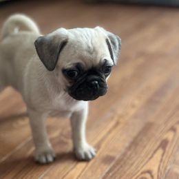 Chihuahuas and Pugs from Pam’s Perfect Pugs