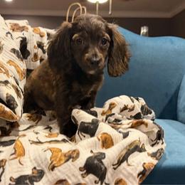 Pixie - Brindle female Dachshund puppy in Hudson, Michigan from Mittentail Kennel Miniature Dachshunds & Australian Shepherds