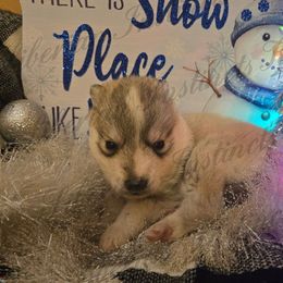 Sven - Gray and white male Siberian Husky puppy in Bingham, Illinois from Siberian Instincts Kennel