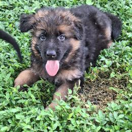 Irwin vom LegendLand - Black and red male German Shepherd puppy in Hillsborough County, Florida from Vom Legend Land