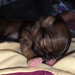 Boy 1 - Brindle and white male Shih Tzu puppy in Rockmart, Georgia from Sonya Garrett