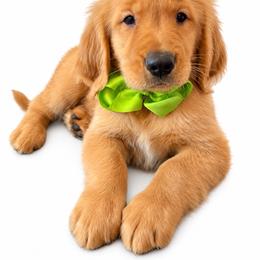 Enzo - Golden male Golden Retriever puppy in Chicago, Illinois from Urbane Retrievers