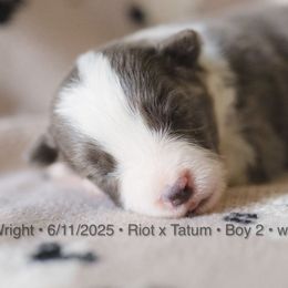 Boy 2 - White and blue male Border Collie puppy in Bryantown, Maryland from Bellaclan Border Collies