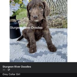 Girl 2 - Chocolate Goldendoodle puppy in Indian River, Michigan from Sturgeon River Doodles