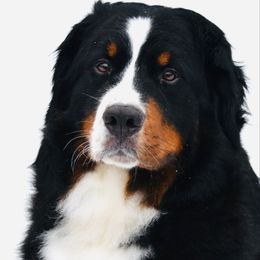 Ruby - Bernese Mountain Dog