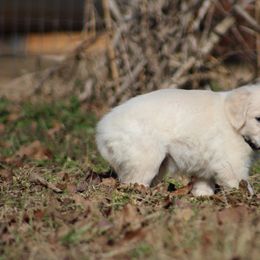 Golden Retriever Puppies from Golden Barnes Kennel