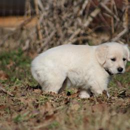 Golden Retriever Puppies from Golden Barnes Kennel