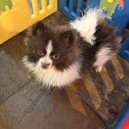 Oakley - Chocolate parti female Pomeranian puppy in Anchorage, Alaska from Arctic Pomeranians