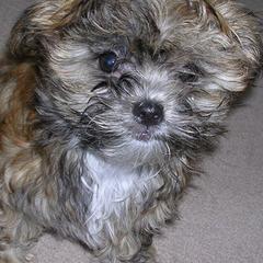 Mi-Kis from Top of the Line Mi-kis