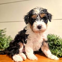 Aliyah - female Australian Mountain Doodle puppy in South Jordan, Utah from Western Doodles Utah