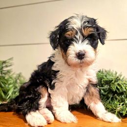 Aliyah - female Australian Mountain Doodle puppy in South Jordan, Utah from Western Doodles Utah