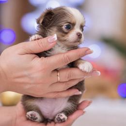 Sparkles 6500 - Silver and white male Chihuahua puppy in Deerfield, Florida from Happy Petit Paws