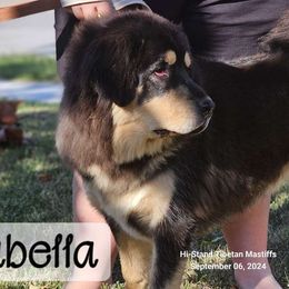 Isabella - Black and tan Tibetan Mastiff puppy in Tulsa, Oklahoma from Hi Stand Boxers, Frenchies, & Tibetan Mastiffs