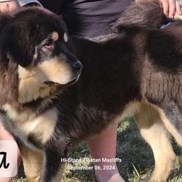 Isabella - Black and tan Tibetan Mastiff puppy in Tulsa, Oklahoma from Hi Stand Boxers, Frenchies, & Tibetan Mastiffs