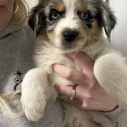 Boy 1-Skye - Blue merle male Australian Shepherd puppy in Welda, Kansas from McDaniel Aussies of Kansas LLC